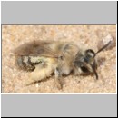 Andrena barbilabris - Sandbiene w06 11mm.jpg